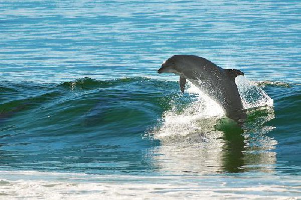 watch dolphins in Kenya